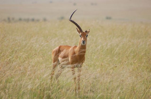 گوزن