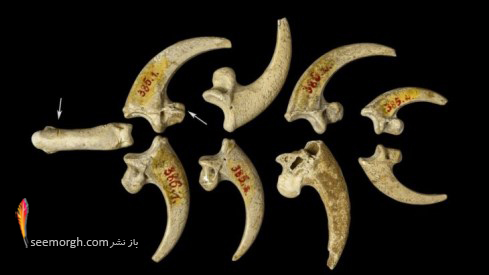 ۷ نمونه از قدیمی‌ترین جواهرات متعلق به ۱۳۰.۰۰۰ سال پیش! + عکس