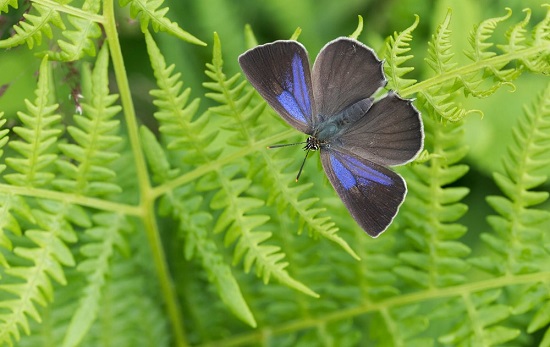 سرشماری پروانه‌ها در انگلیس+عکس
