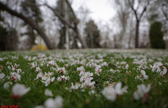 شکوفه‌های بهاری در مشهد+عکس