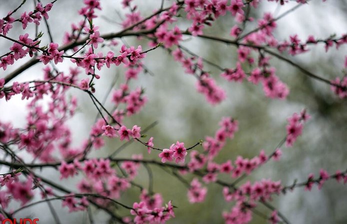 شکوفه‌های بهاری در مشهد+عکس