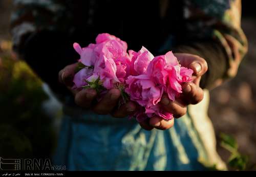 برداشت گل محمدی/تصاویر