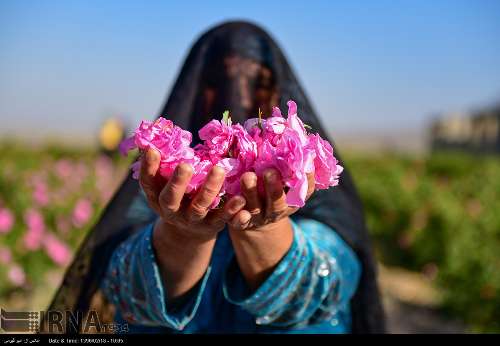 برداشت گل محمدی/تصاویر