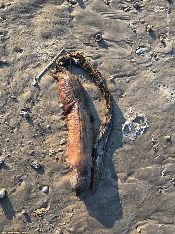 کشف یک موجود ناشناخته در سواحل تگزاس