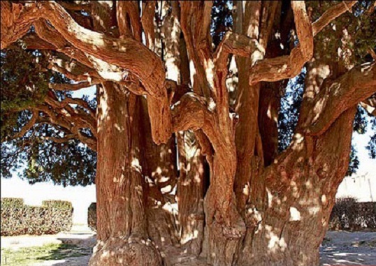 ثبت جهانی پیرترین درخت دنیا+ عکس