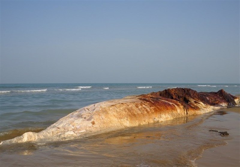 لاشه ۱۴ متری یک نهنگ در بندر دیر