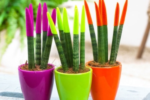 آموزش نگهداری سانسوریا مخملی یا رنگی