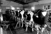 انجمن صنفی گاوداران: کمبود شیر و شیرخشک کار مافیای لبنیات است/ مازاد تولید شیر داریم