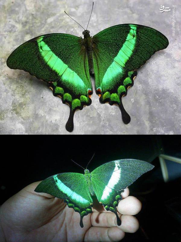 زیباترین پروانه جهان! +عکس
