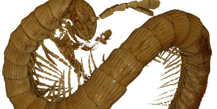 کشف هزارپای ۹۹ میلیون ساله در صمغ فسیل شده