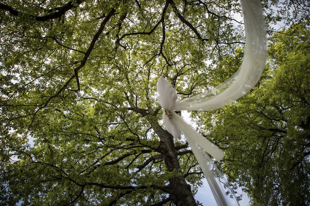 مراسم نمادین ازدواج دو درخت تاریخی در ایتالیا +عکس