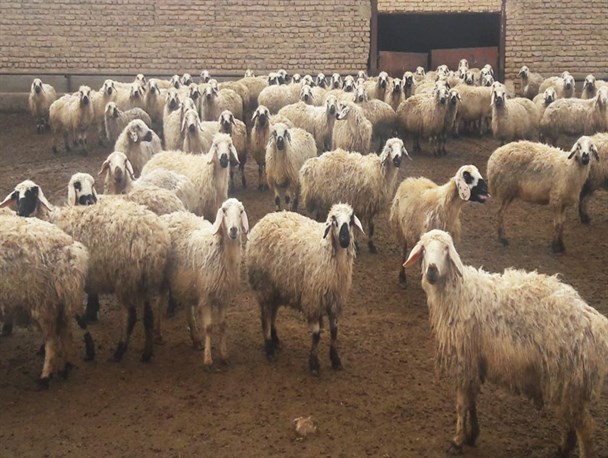 جمعیت گوسفند و بزغاله افزایش یافت