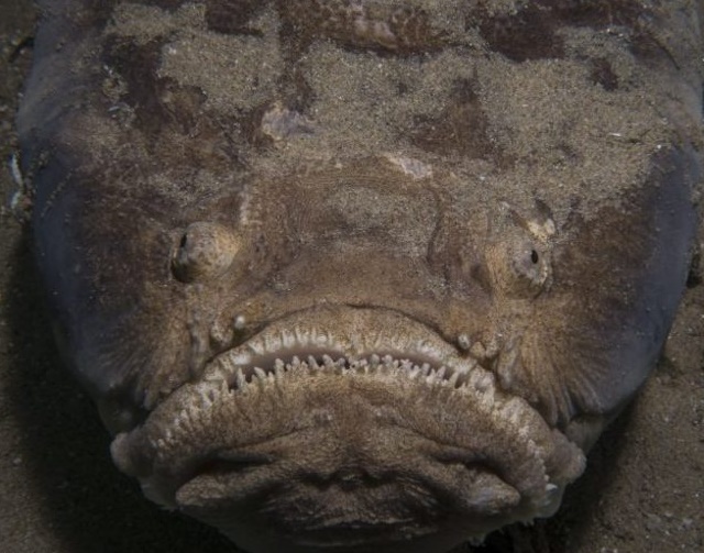 استتار یک ماهی عجیب و غریب+عکس