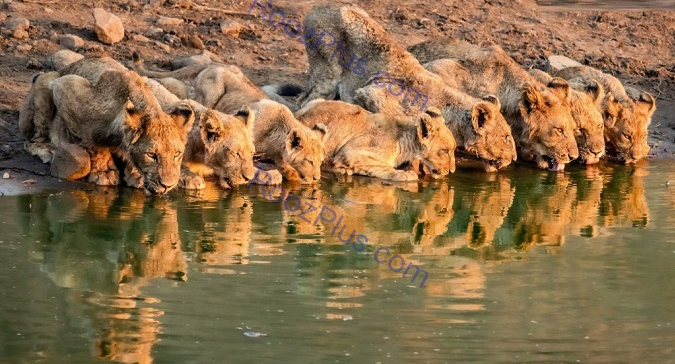 تصویر شگفت انگیز از لحظه آب خوردن دسته جمعی شیر‌ها