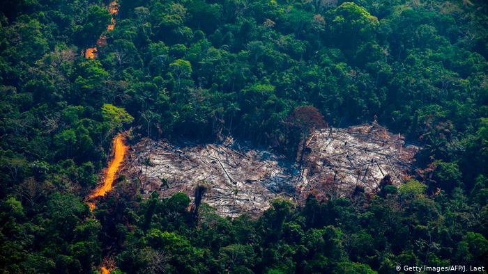 نابودی جنگل‌های آمازون با سرعتی دو برابر پارسال!