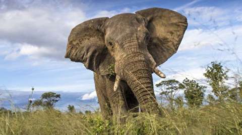 تلف شدن حداقل ۵۰ فیل در خلال خشکسالی در زیمبابوه