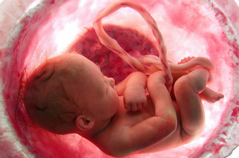 چه زمانی قلب جنین تشکیل میشود؟