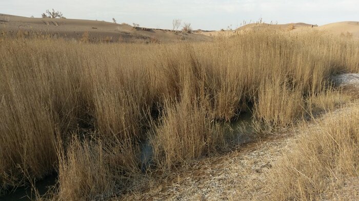 روستای مصر کجاست؟ روستای مصر کجاست؟