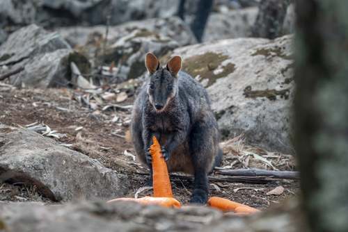 هویج خوردن کانگورویی که از جهنم استرالیا جان به در برده +تصویر
