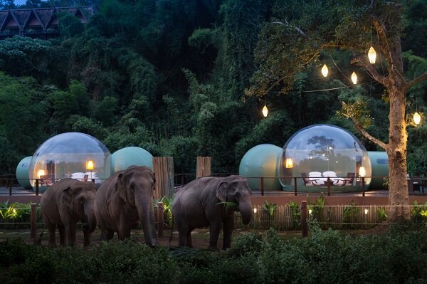 راه اندازی هتل جنگلی حبابی برای همنشینی با فیل‌ها+تصاویر