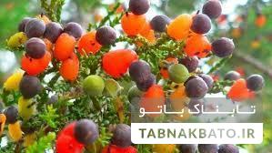 درختی که چهل نوع میوه تولید میکند +تصاویر درختی که چهل نوع میوه تولید میکند +تصاویر