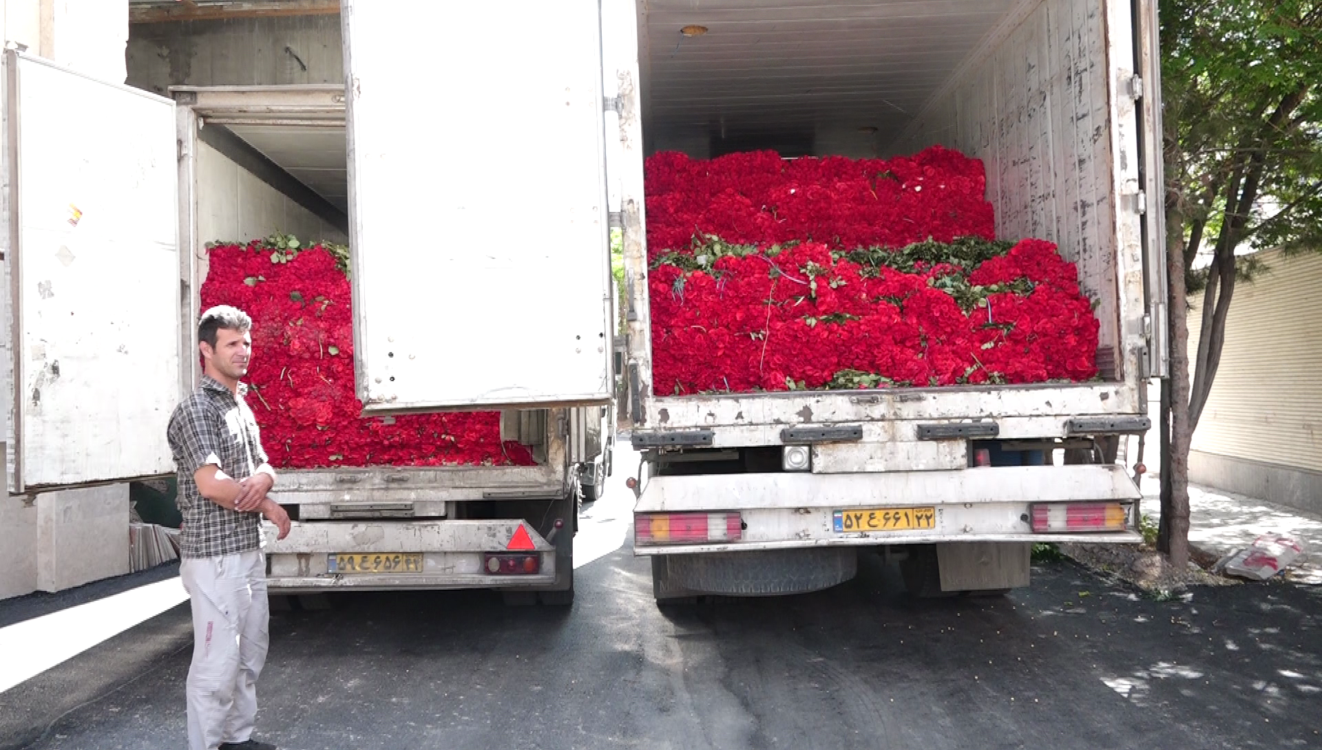 مهریه درد سرساز /ماجرای یک میلیون گل رزی که به عنوان مهریه پرداخت شد!