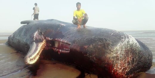 نهنگ ۲۰ تنی در ساحل سیریک به گل نشست + تصاویر