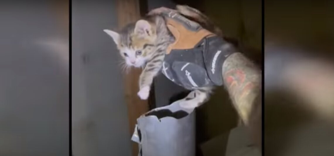 عملیات نجات جالب یک بچه گربه+ عکس