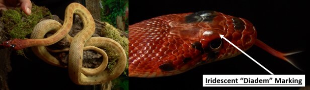 مار ۲ متری قرمزی که در ایران زندگی می کند