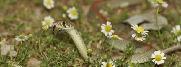 مار ۲ متری قرمزی که در ایران زندگی می کند