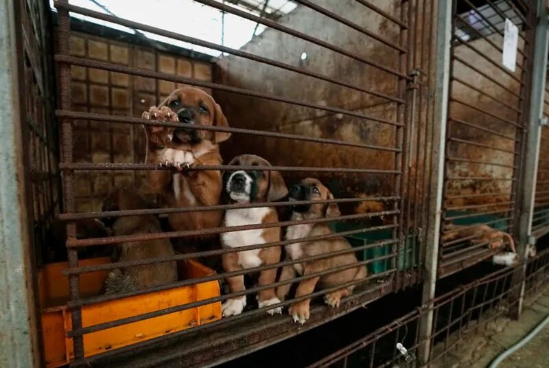 جنجال خوردن یا نخوردن گوشت سگ در کره جنوبی