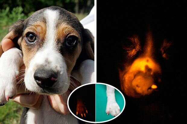 تولید یک سگ عجیب با کمک مهندسی ژنتیک خبر ساز شد!+ عکس