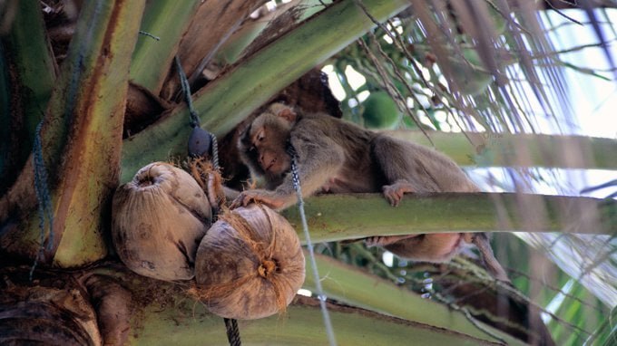 نقش پررنگ میمون ها در صنعت نارگیل تایلند نقش پررنگ میمون ها در صنعت نارگیل تایلند