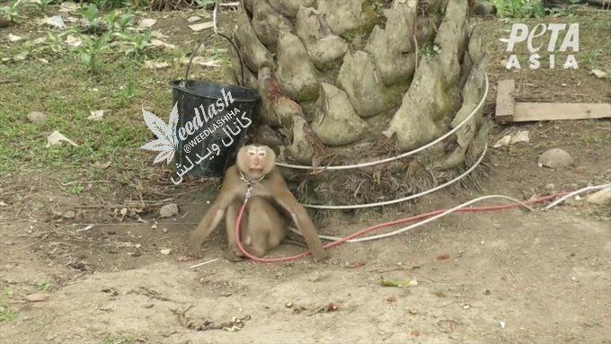 نقش پررنگ میمون ها در صنعت نارگیل تایلند نقش پررنگ میمون ها در صنعت نارگیل تایلند