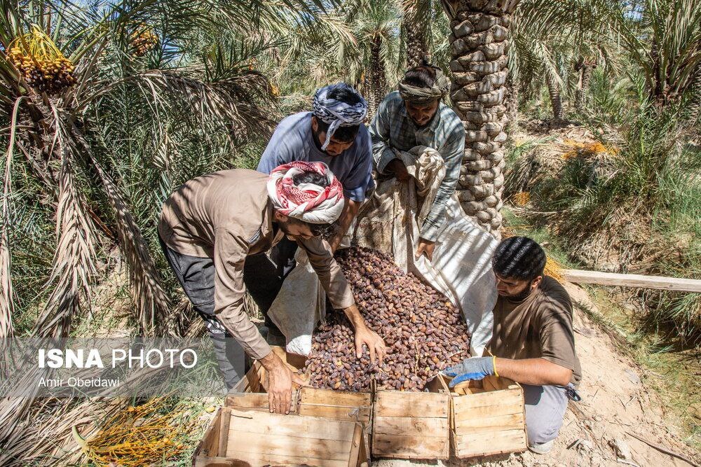 برداشت خرما در خرماپزان شادگان+تصاویر