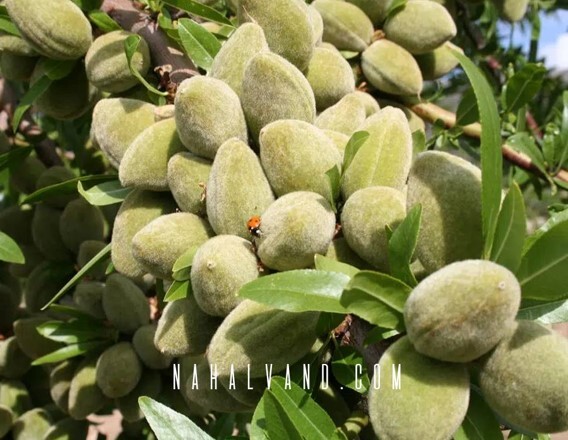 با خرید بهترین نهال های بادام به جمع سرمایه داران ایرانی بپیوندید