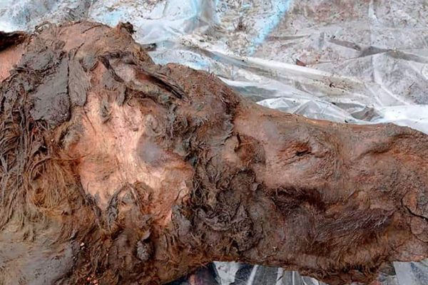 کشف بقایای یک کرگدن پشمالو چند هزار ساله با اندام‌های داخلی سالم+تصاویر