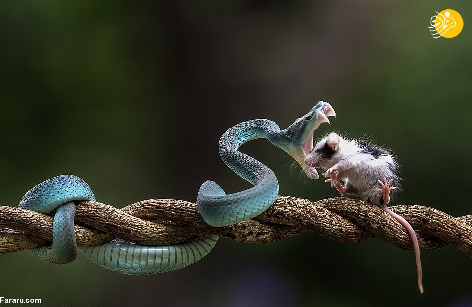 بوسه مرگ، افعی آبی یک موش را بلعید+ تصاویر