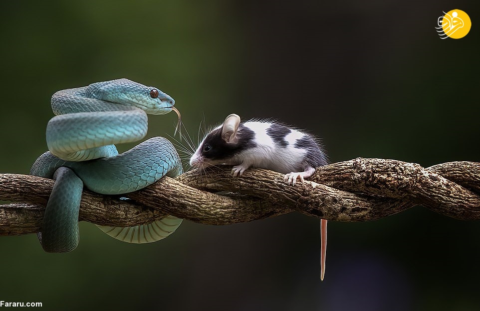 بوسه مرگ، افعی آبی یک موش را بلعید+ تصاویر