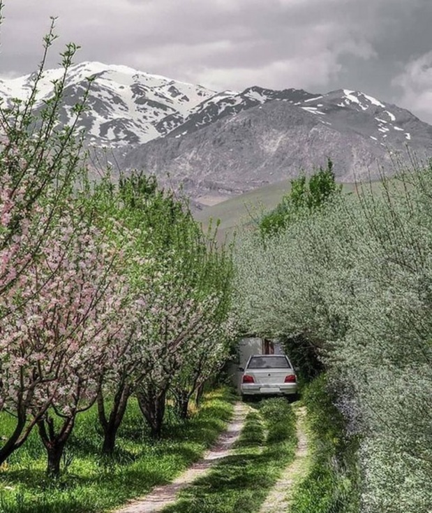 خوشبخت ترين پرايد ايران+ عکس