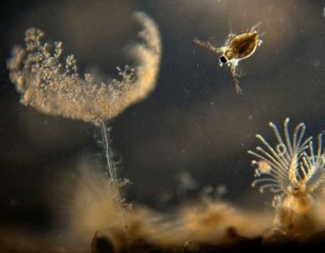 عکاسی میکروسکوپی؛ برندگان نیکون دنیای کوچک ۲۰۲۱ +عکس