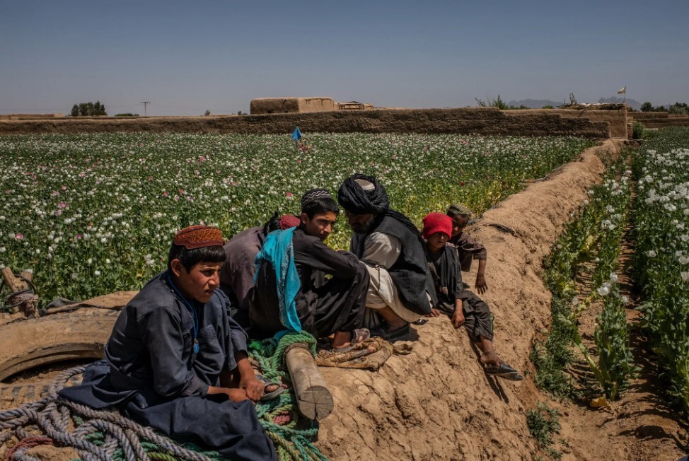 نک نظر و فرزندانش برای نصب یک پنل خورشیدی در مزرعه خشخاش خود در ولسوالی میوند تلاش می کنند