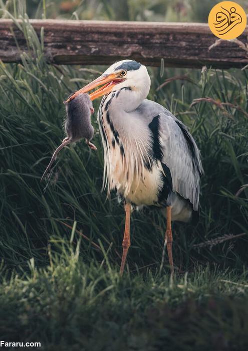 شکار موش حواصیل