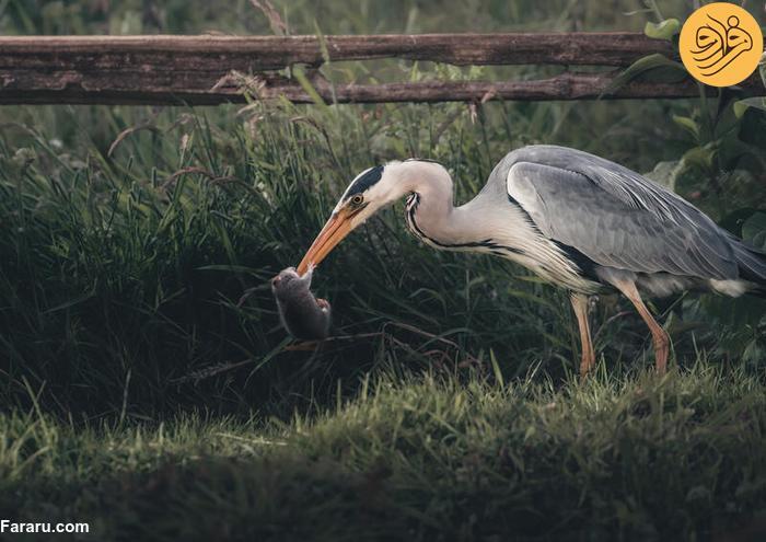 شکار حواصیل