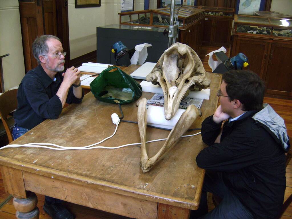 فسیل پنگوئن تاریخی