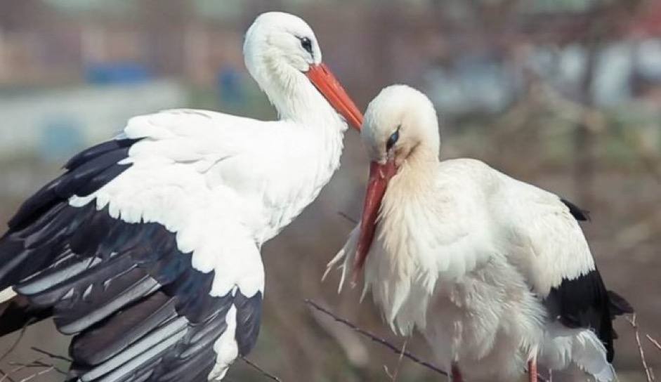 شروه زندگی عاشقانه ملنای لک لک