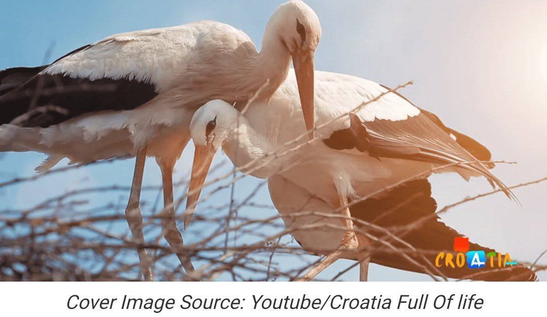 معروفیت لک لکی به نام ملنا در لبنان