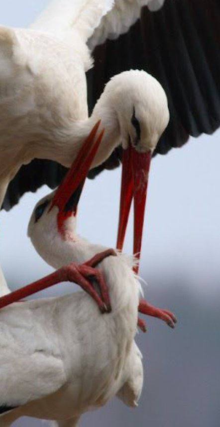 حمله کاپیتان به نر جوان