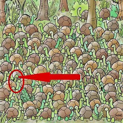 جواب معما مار پنهان شده بین لاک پشت ها