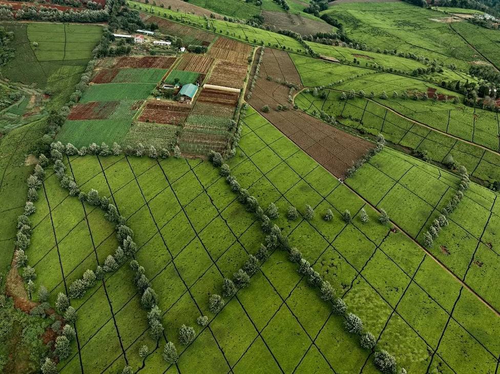 مزارع چای کنیا